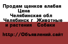 Продам щенков алабая › Цена ­ 10 000 - Челябинская обл., Челябинск г. Животные и растения » Собаки   